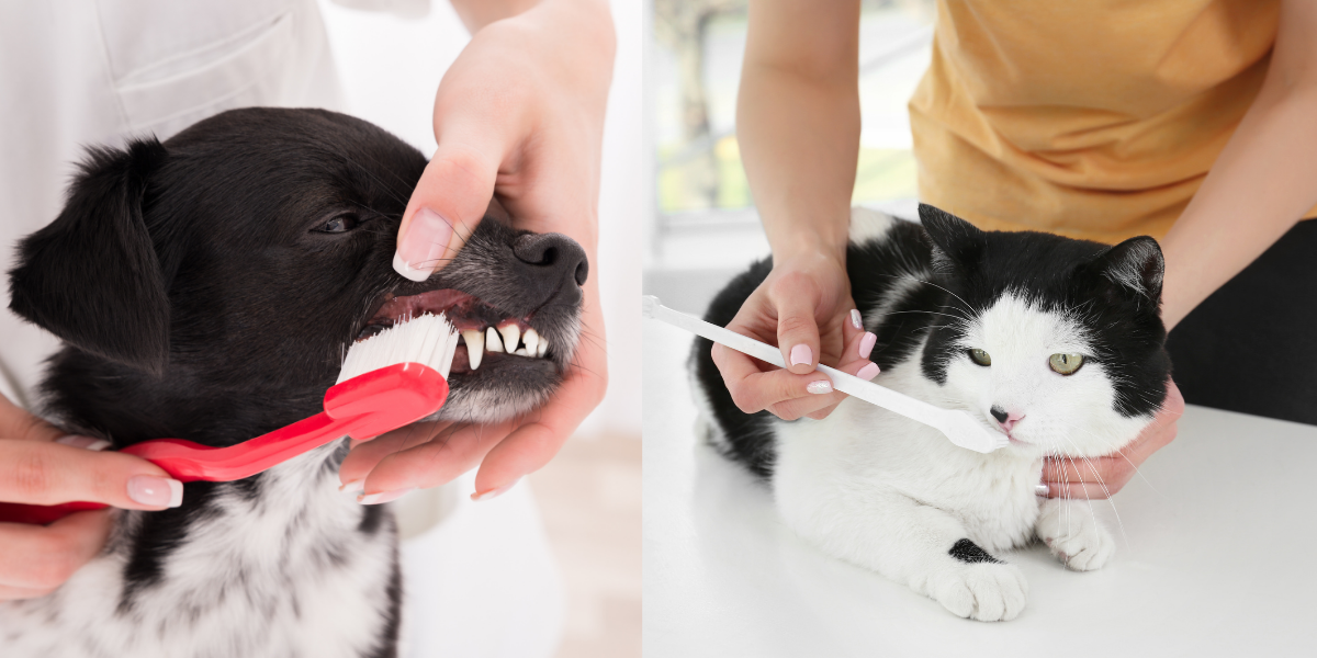 dents chien chat