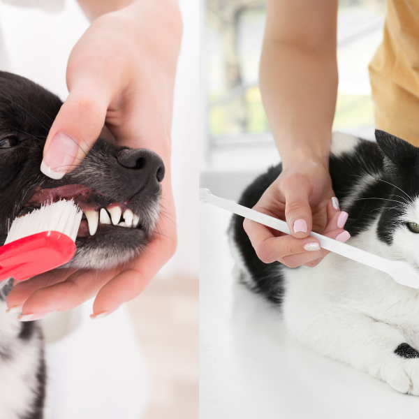 dents chien chat
