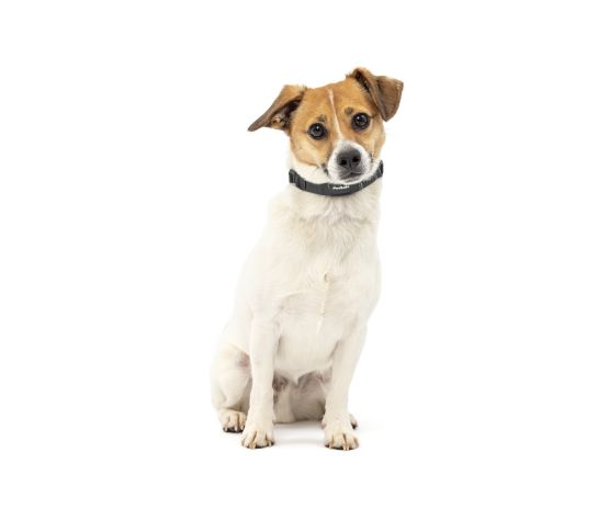 Petsafe Collier Anti-aboiements électrostatique "nanobark" Pour Très Petit Chien