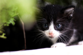 Nourriture pour chaton
