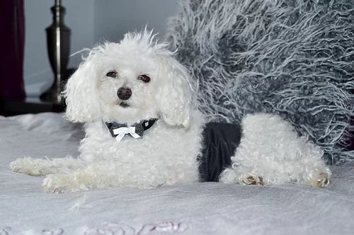 YAMACOUCHE BANDEAU D'ABSORPTION LAVABLE