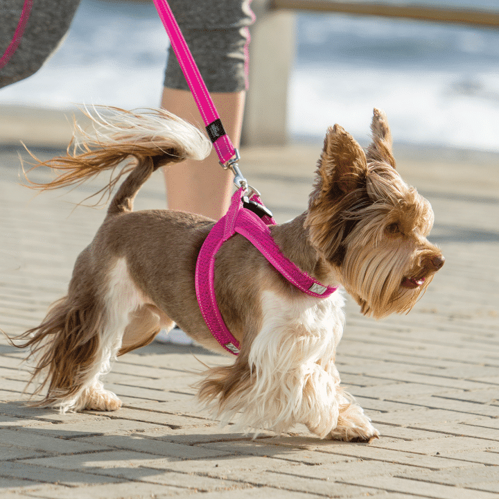Harnais Rogz à ajustement rapide pour chien