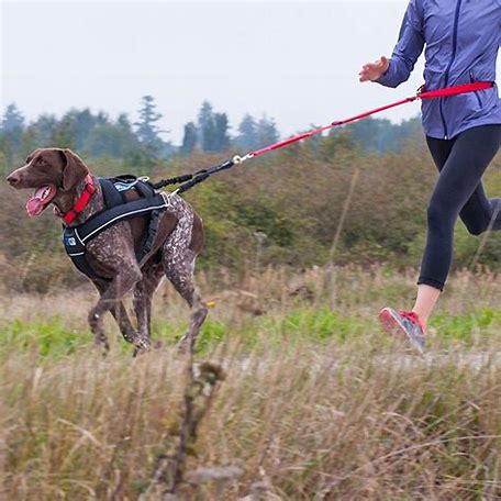 Harnais CE ultimate pulling  noir pour chien