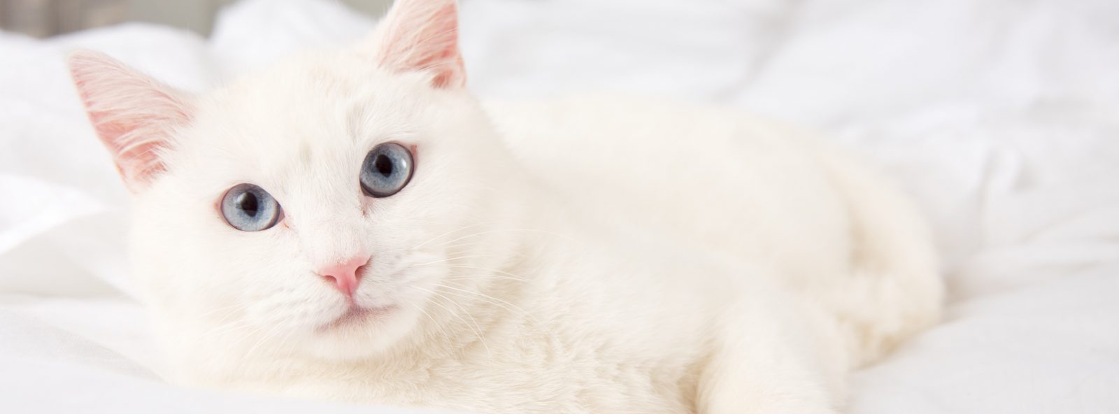 Nutrience care soin urinaire nourriture pour chat (produit du Quebec)