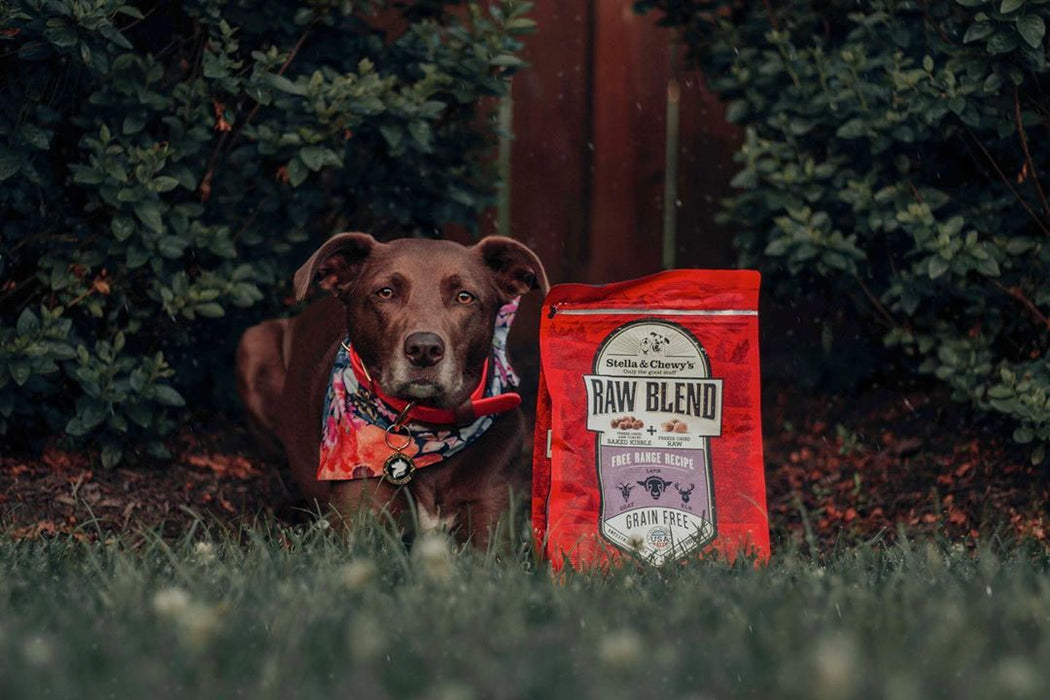 Stella & chewy's raw blend agneau nourriture pour chien