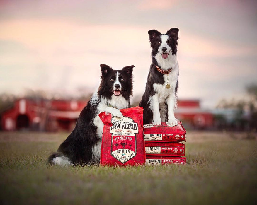 Stella & chewy's raw blend boeuf porc lyophilisée nourriture pour chien