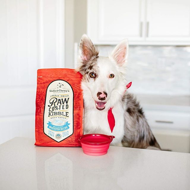 Stella & chewy's raw coated poisson blanc lyophilisé nourriture pour chien