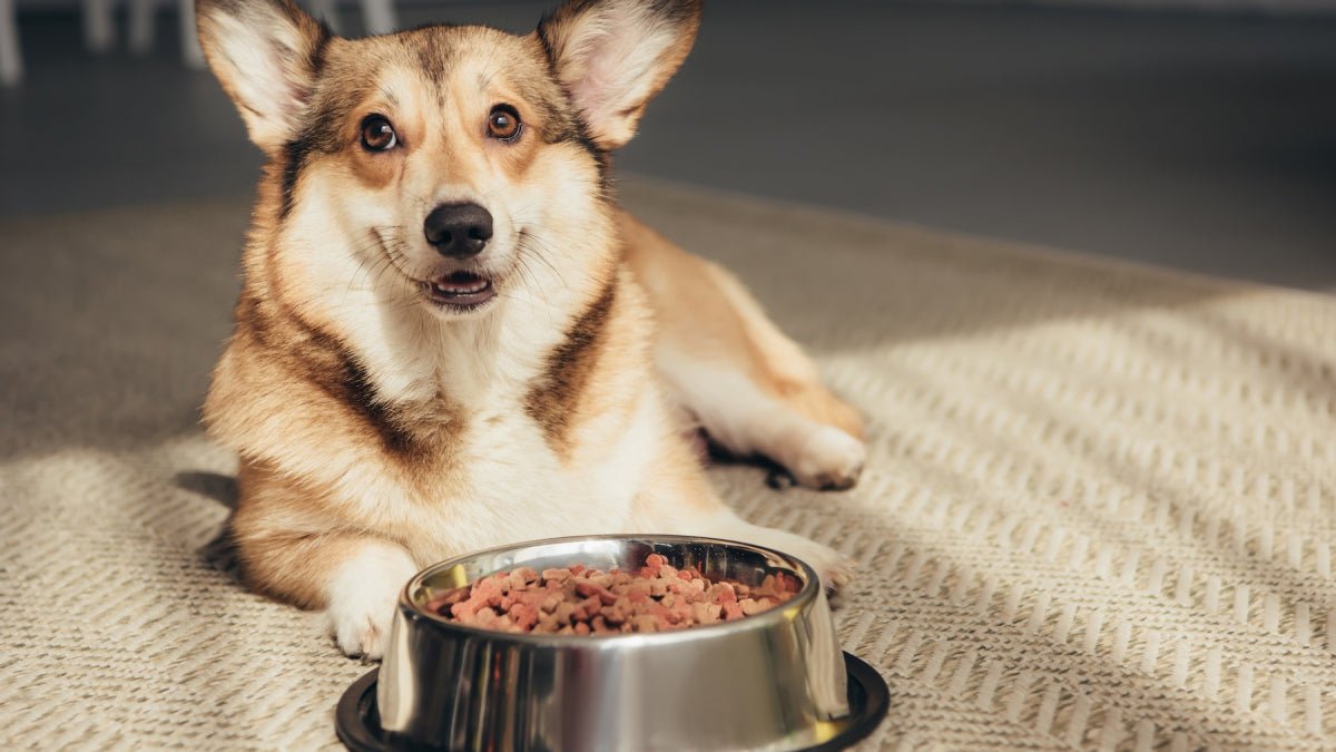 Allergies alimentaires chez les chiens et chats - animauxbouffe