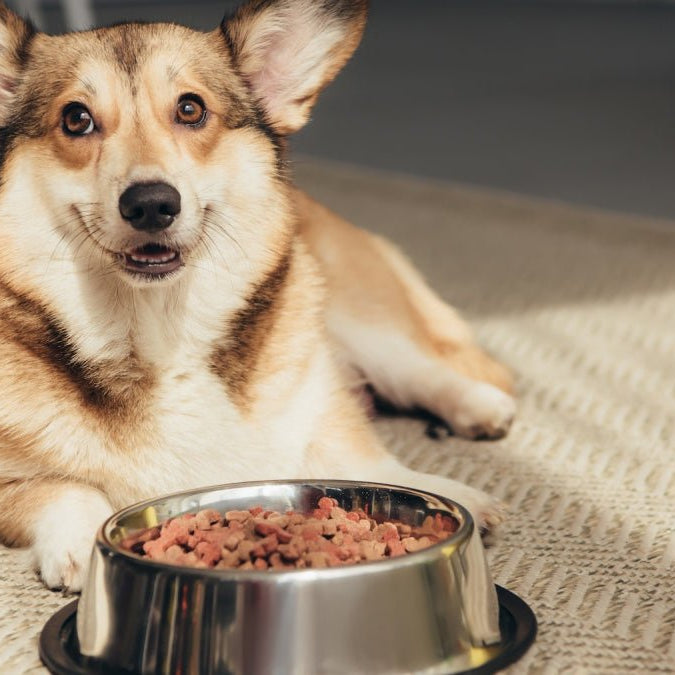 Allergies alimentaires chez les chiens et chats - animauxbouffe
