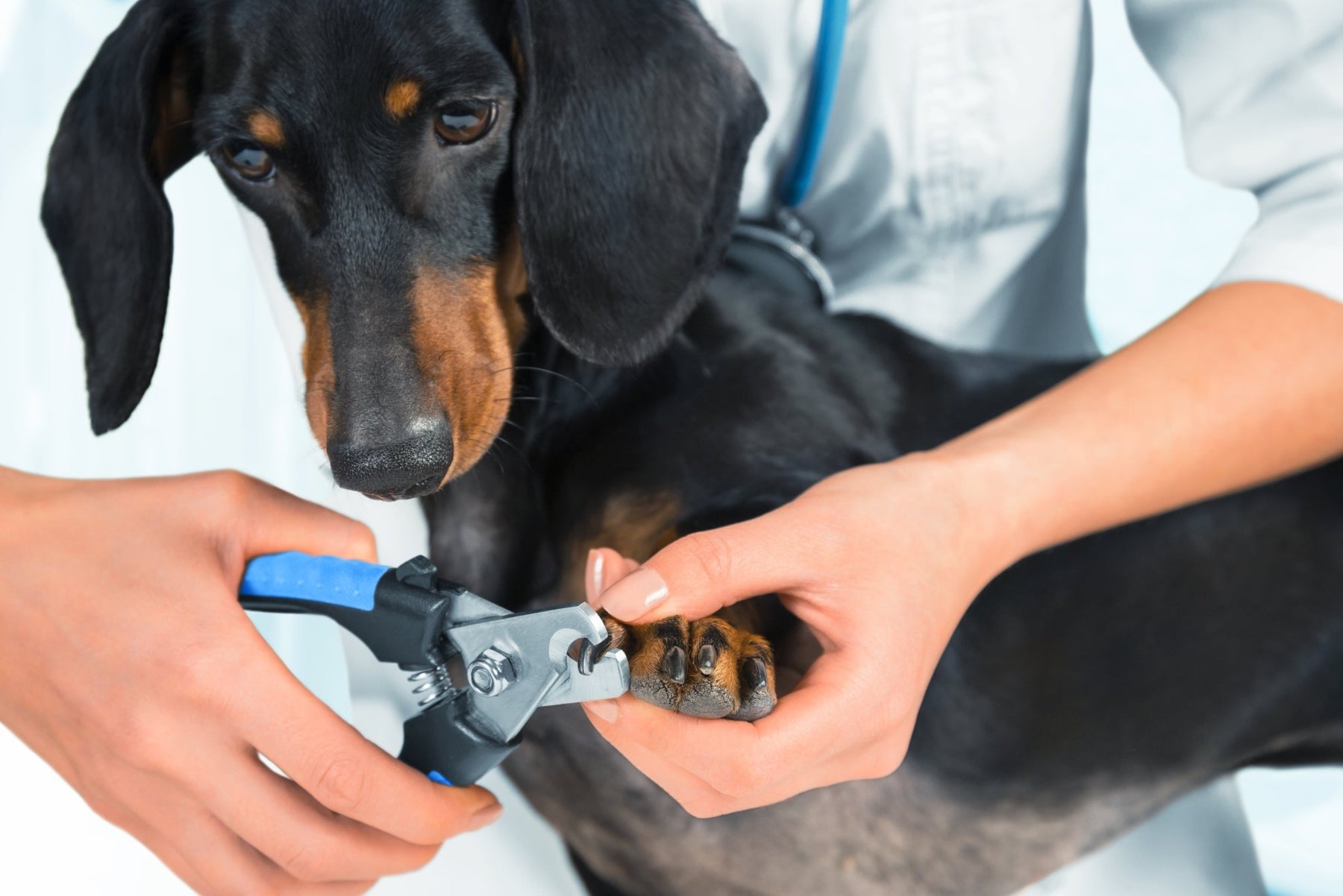 Comment couper les griffes de votre chien ou chat - animauxbouffe