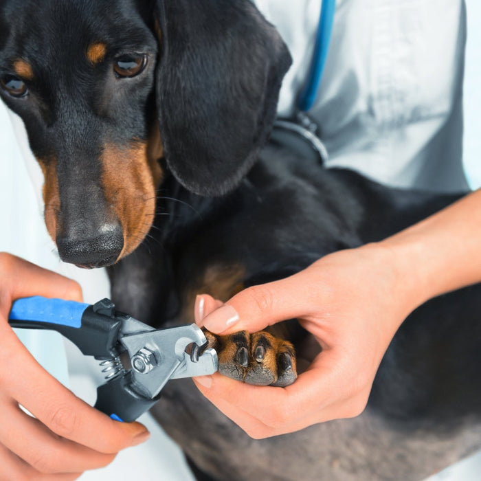 Comment couper les griffes de votre chien ou chat - animauxbouffe