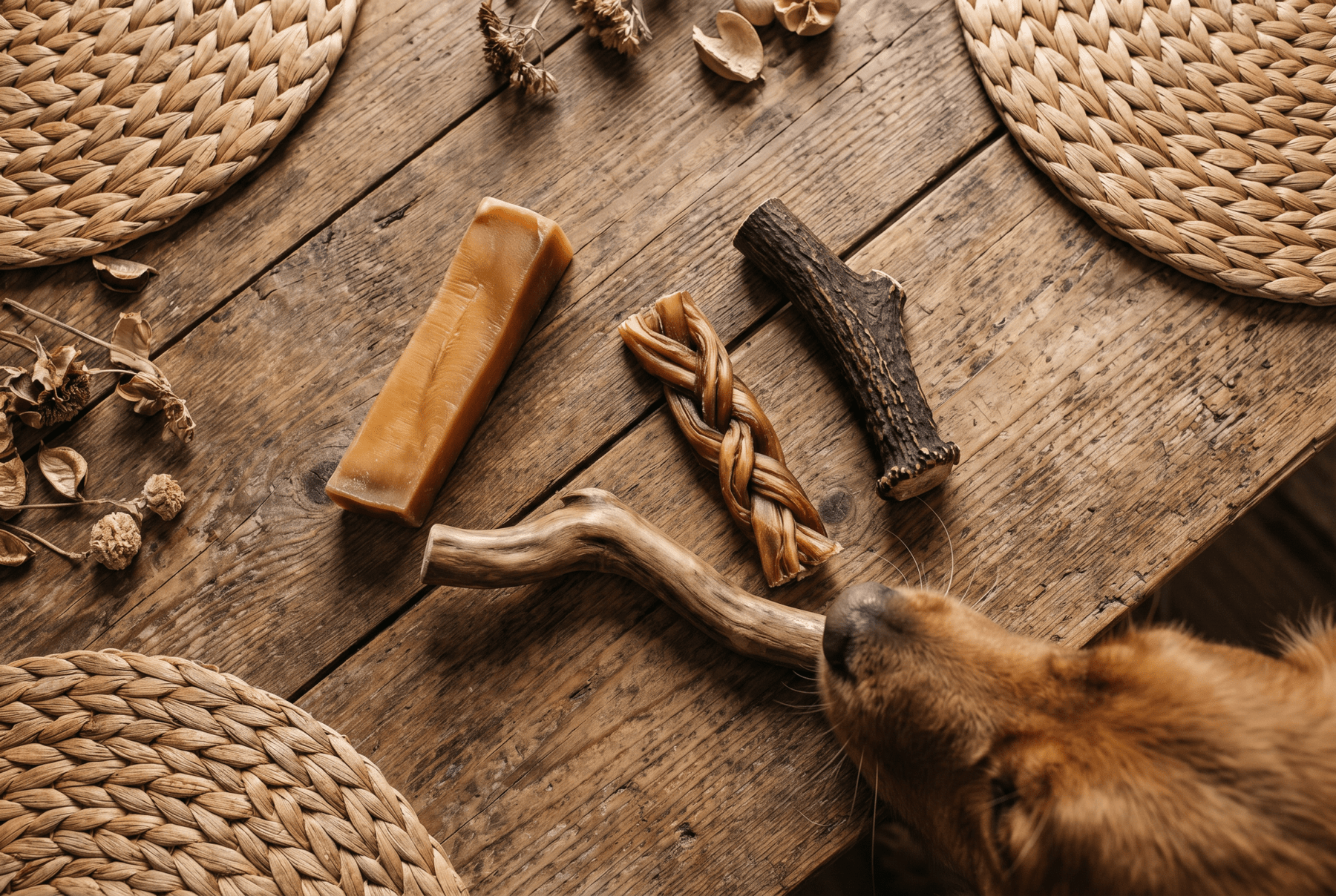 🐾 L'Info-Museau : Quel est LE meilleur produit de mastication (santé, durable et abordable) pour votre chien ? - animauxbouffe