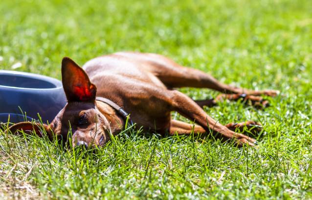 Pourquoi la chaleur est dangereuse pour les animaux ? - animauxbouffe