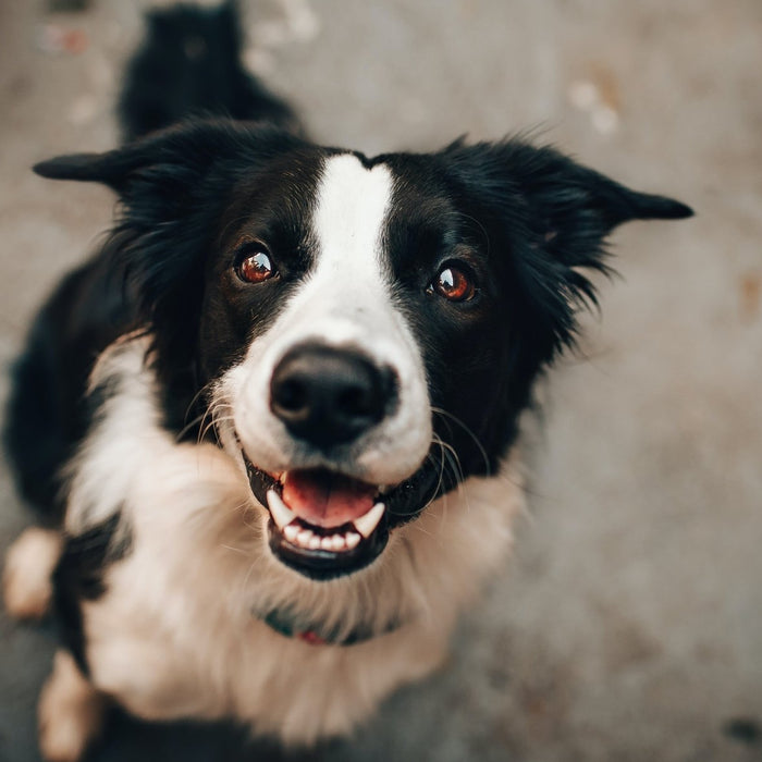 Pourquoi Plaque Off est la meilleure solution pour l’hygiène dentaire de votre chien - animauxbouffe