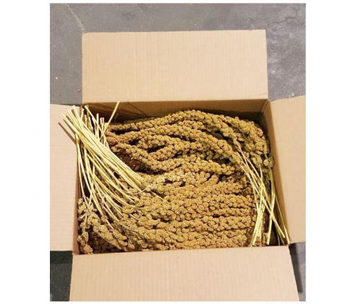Millet en boite 25 lb pour oiseaux - Accessoires d'oiseaux - Zoomax - Millet en boite 25 lb pour oiseaux