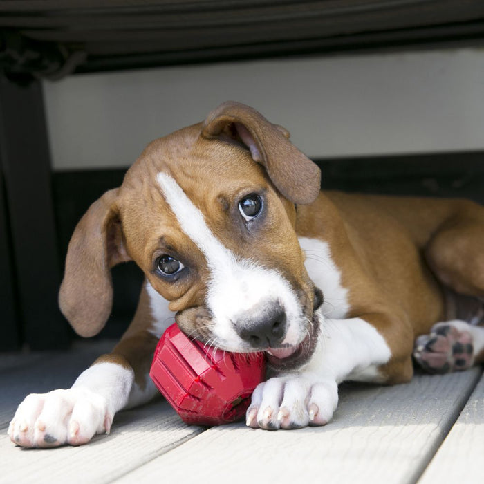 Kong balle jouet pour chien