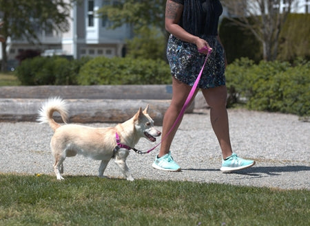 Rc pet harnais de contrôle pour chien