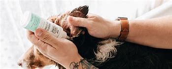 Nettoyeur d'oreille skouts honor probioticque pour chien