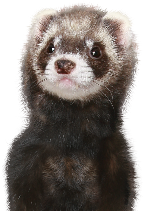 Arthur poulet et hareng nourriture furet