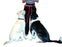 Clix ceinture main libre pour chien - Collier Harnais Laisse - Animals the company - Clix ceinture main libre pour chien