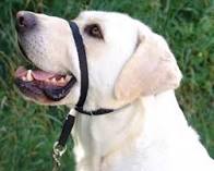 Gentle leader (licou) pour chien - Halti - Gentle Leader - Gentle leader (licou) pour chien