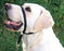 Gentle leader (licou) pour chien - Halti - Gentle Leader - Gentle leader (licou) pour chien