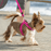 Harnais Rogz à ajustement rapide pour chien - Chien accessoires - ROGZ - Harnais Rogz à ajustement rapide pour chien