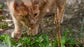 I am not a dog (je ne suis pas un chien) jeux éducatif pour chat - MANGEOIRE - animauxbouffe - I am not a dog (je ne suis pas un chien) jeux éducatif pour chat