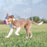 Kong baton jouet pour chien - JOUET CHIOTS - Kong - Kong baton jouet pour chien