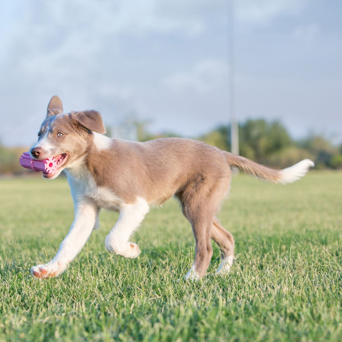 Kong baton jouet pour chien - JOUET CHIOTS - Kong - Kong baton jouet pour chien
