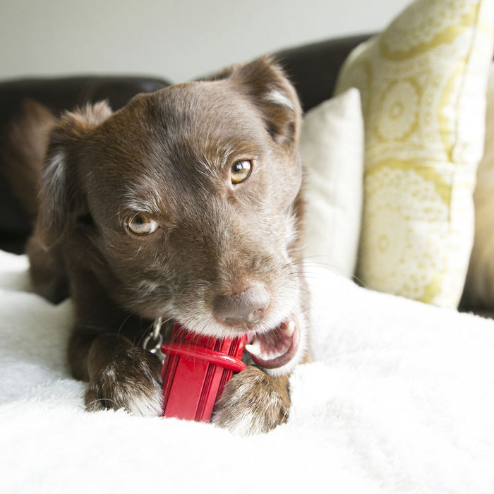Kong bâton jouet pour chien - JOUET CHIEN - Kong - Kong bâton jouet pour chien
