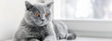 Nutrience care conserve control poids nourriture pour chat (produit du Quebec) - CONSERVE - Nutrience - Nutrience care conserve control poids nourriture pour chat (produit du Quebec)