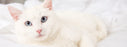 Nutrience care contrôle des boules de poils nourriture pour chat (produit du Quebec) - CHAT NOURRITURE SÈCHE - Nutrience - Nutrience care contrôle des boules de poils nourriture pour chat (produit du Quebec)