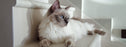 Nutrience care soin dentaire nourriture pour chat (produit du Quebec) - CHAT NOURRITURE SÈCHE - Nutrience - Nutrience care soin dentaire nourriture pour chat (produit du Quebec)