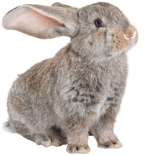Oxbow très grand habitat (cage) avec cour de récréation pour lapin - Rogeur accessoires - OXBOW - Oxbow très grand habitat (cage) avec cour de récréation pour lapin