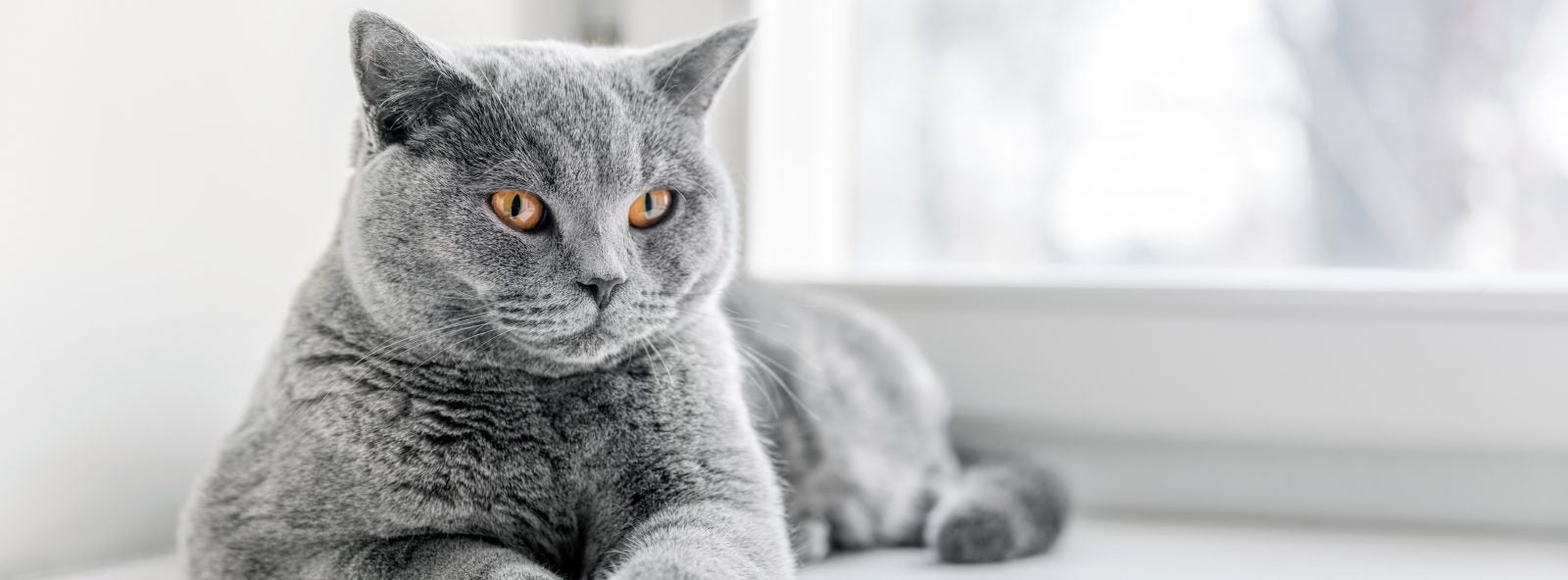 Nutrience care contrôle de poids nourriture pour chat (produit du Quebec)