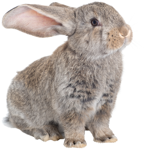 Oxbow très grand habitat (cage) avec cour de récréation pour lapin