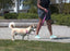 Rc pet harnais de contrôle pour chien - Collier Harnais Laisse - RC PET - Rc pet harnais de contrôle pour chien