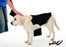 the anxiety wrap calme l'anxiété du chien - anxiété warp - animauxbouffe - the anxiety wrap calme l'anxiété du chien