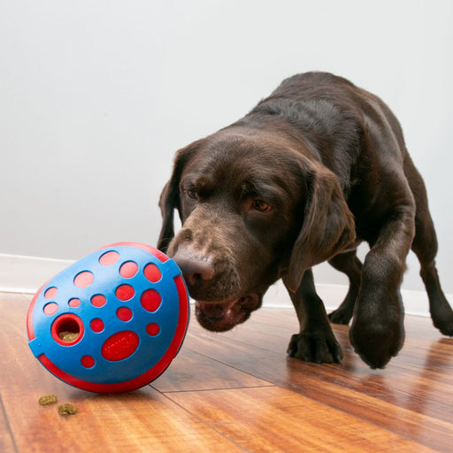Kong distributeur de nourriture ou gaterie pour chien