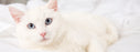 Nutrience care contrôle des boules de poils nourriture pour chat (produit du Quebec)