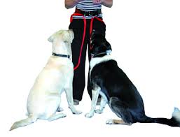 Clix ceinture main libre pour chien