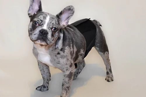 YAMACOUCHE BANDEAU D'ABSORPTION LAVABLE - Accessoires pour chiens - YAMACOUCHE - YAMACOUCHE BANDEAU D'ABSORPTION LAVABLE