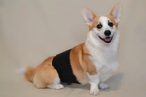 YAMACOUCHE BANDEAU D'ABSORPTION LAVABLE - Accessoires pour chiens - YAMACOUCHE - YAMACOUCHE BANDEAU D'ABSORPTION LAVABLE