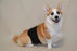 YAMACOUCHE BANDEAU D'ABSORPTION LAVABLE - Accessoires pour chiens - YAMACOUCHE - YAMACOUCHE BANDEAU D'ABSORPTION LAVABLE